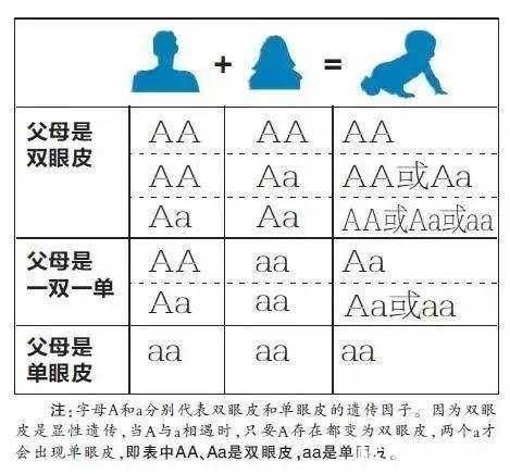 宝宝五个多月了,之前一直是单眼皮,以后有可能会变双眼皮吗