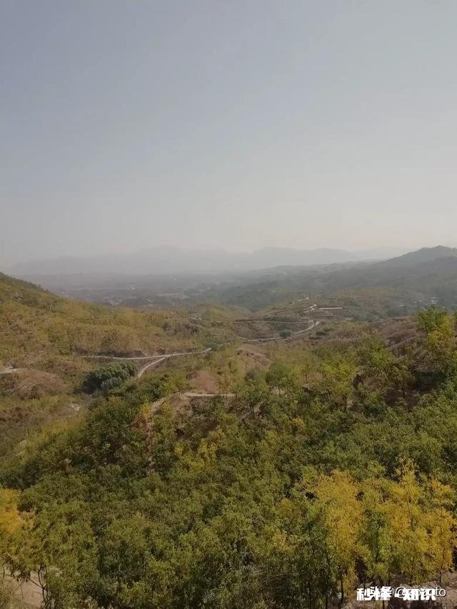 开春枣树打什么药好