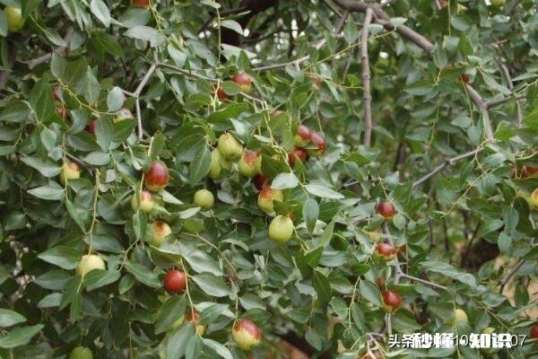 开春枣树打什么药好