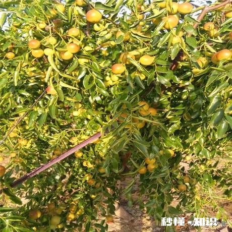 开春枣树打什么药好