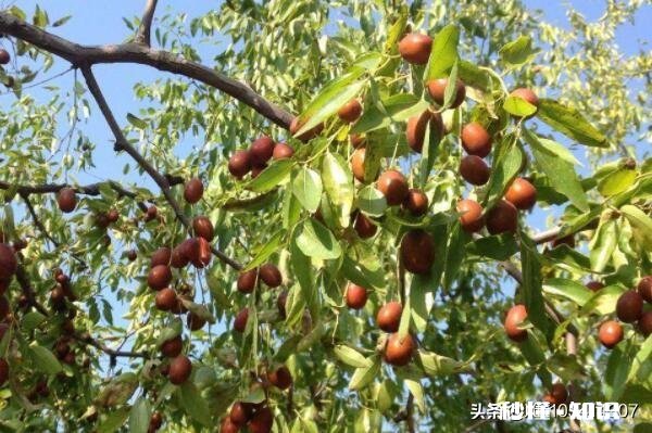 开春枣树打什么药好