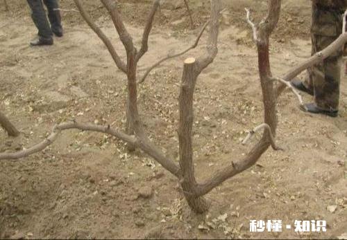 开春枣树打什么药好