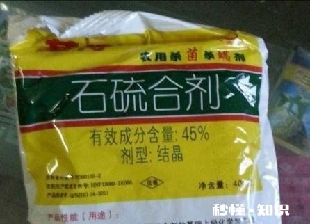 开春枣树打什么药好