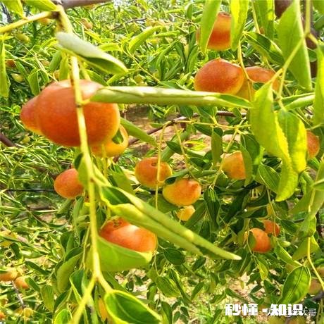 开春枣树打什么药好