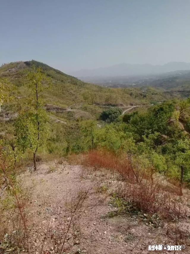 开春枣树打什么药好