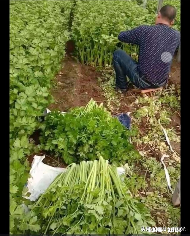 为什么父母总让我跟他们去大棚里干活