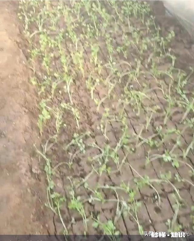 为什么父母总让我跟他们去大棚里干活