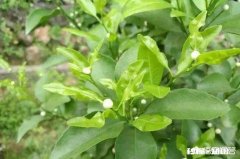 两年柑橘树，春梢要怎么管理有哪些注意事项