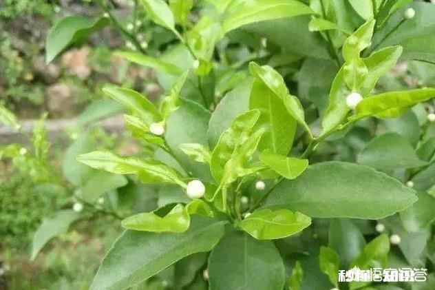 两年柑橘树，春梢要怎么管理有哪些注意事项