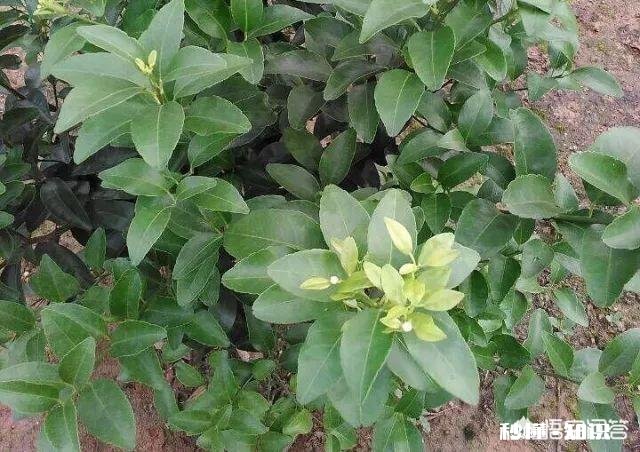 两年柑橘树，春梢要怎么管理有哪些注意事项