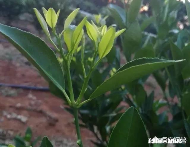 两年柑橘树，春梢要怎么管理有哪些注意事项