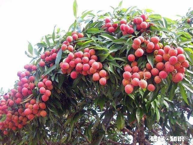 荔枝爆花用什么药好