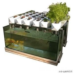 鱼菜共生究竟能不能赚钱