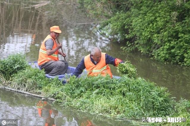 鱼菜共生究竟能不能赚钱