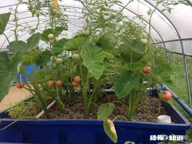 鱼菜共生究竟能不能赚钱