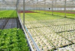 鱼菜共生究竟能不能赚钱