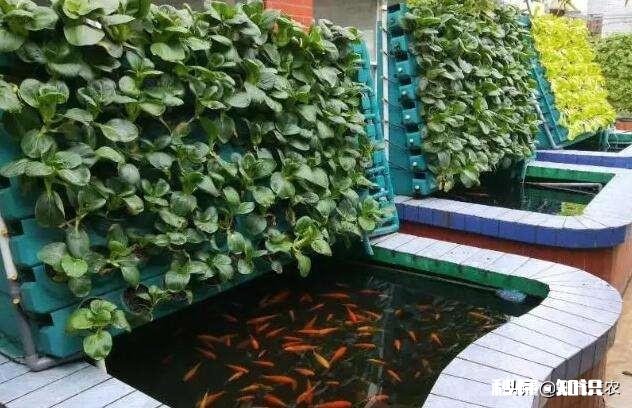 鱼菜共生究竟能不能赚钱