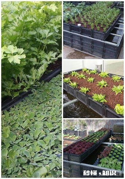 鱼菜共生究竟能不能赚钱