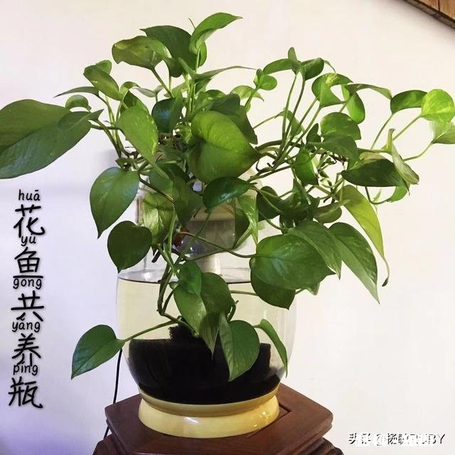 鱼菜共生究竟能不能赚钱