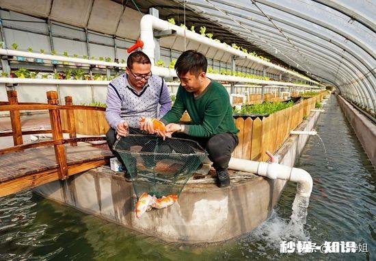 鱼菜共生究竟能不能赚钱