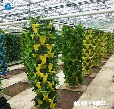 鱼菜共生究竟能不能赚钱